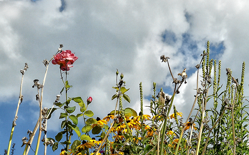 natura_016-P1020861-copia